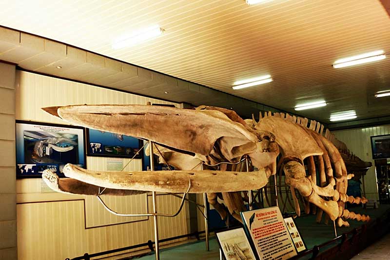 ca-nha-tang